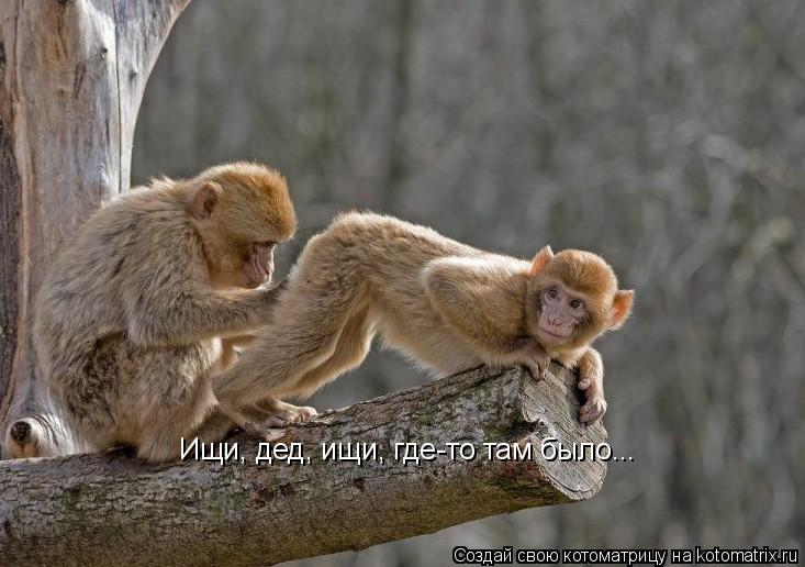 Ищи, дед, ищи, где-то там было...... Котоматрица: Ищи, дед, ищи, где-то там было...