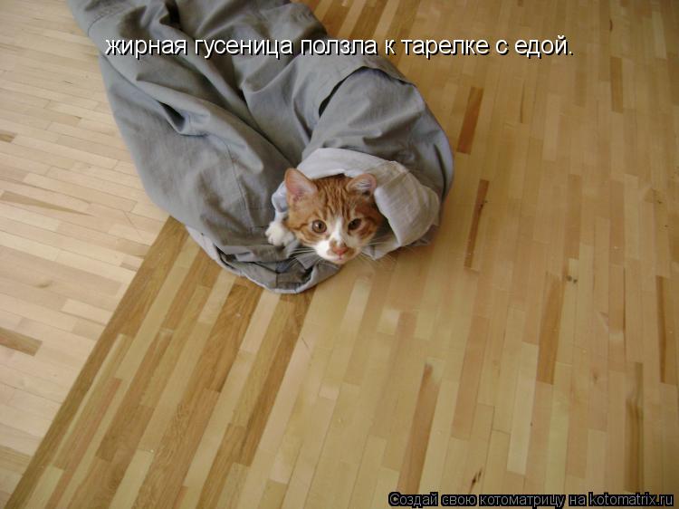 жирная гусеница ползла к тарелке с едой.... Котоматрица: жирная гусеница ползла к тарелке с едой.