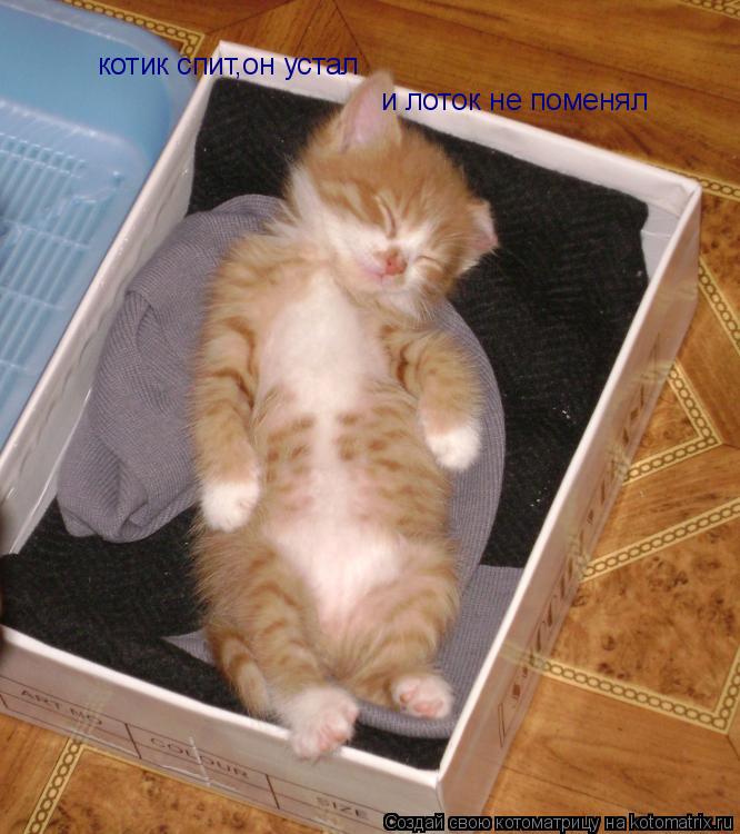 котик спит,он устал и лоток не поменял... Котоматрица: котик спит,он устал и лоток не поменял