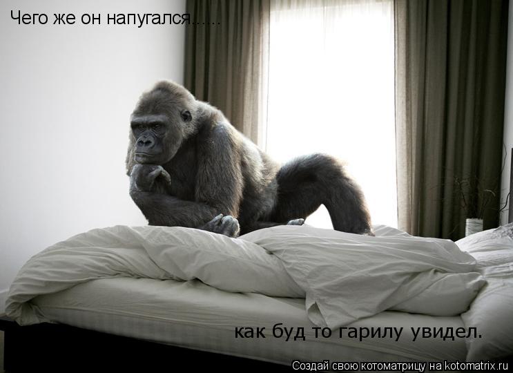 Чего же он напугался...... как буд то гарилу увидел.... Котоматрица: Чего же он напугался...... как буд то гарилу увидел.