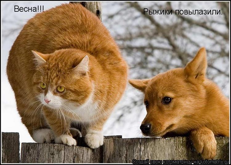 Весна!!! Рыжики повылазили.... Котоматрица: Весна!!! Рыжики повылазили.