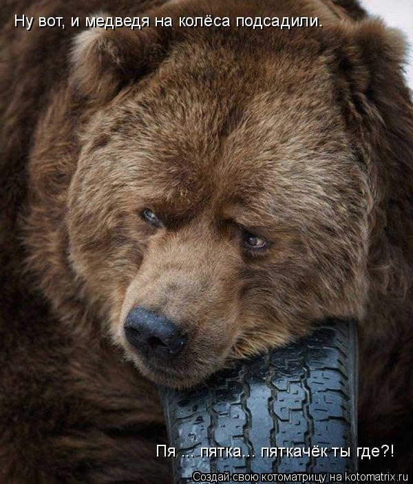 Ну вот, и медведя на колёса подсадили. Пя ... пятка... пяткачёк ты где?!... Котоматрица: Ну вот, и медведя на колёса подсадили. Пя ... пятка... пяткачёк ты где?!