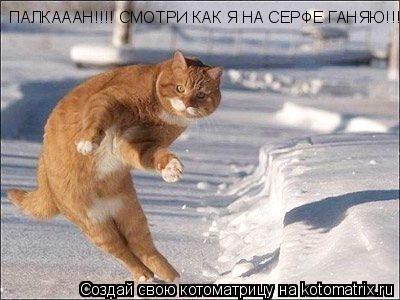 ПАЛКАААН!!!! СМОТРИ КАК Я НА СЕРФЕ ГАНЯЮ!!!... Котоматрица: ПАЛКАААН!!!! СМОТРИ КАК Я НА СЕРФЕ ГАНЯЮ!!!