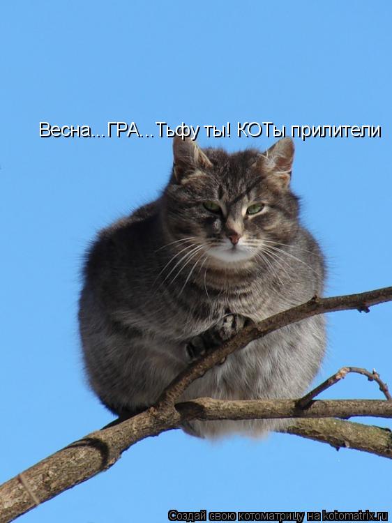 Весна...ГРА...Тьфу ты! КОТы прилители... Котоматрица: Весна...ГРА...Тьфу ты! КОТы прилители