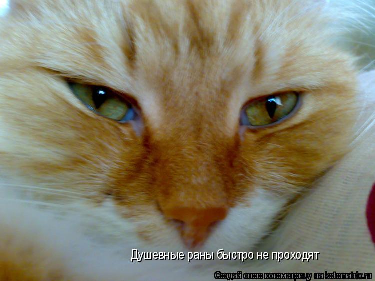 Душевные раны быстро не проходят... Котоматрица: Душевные раны быстро не проходят