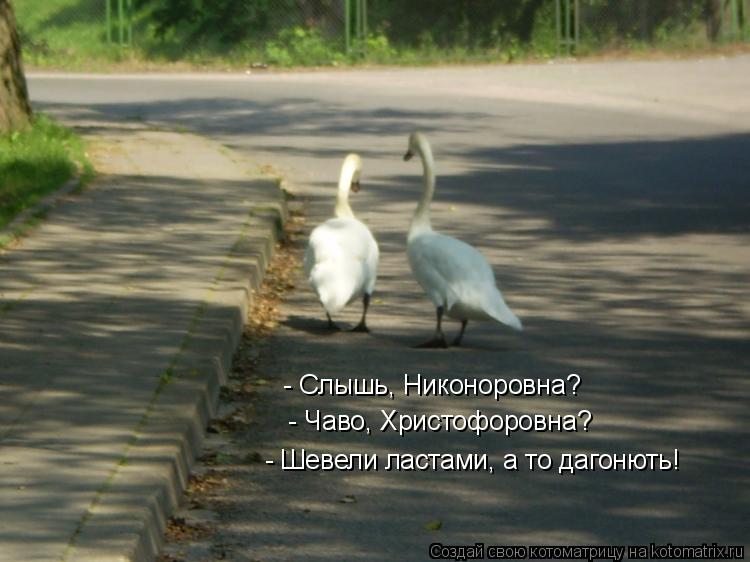 - Слышь, Никоноровна? - Чаво, Христофоровна? - Шевели ластами, а то дагонють!... Котоматрица: - Слышь, Никоноровна? - Чаво, Христофоровна? - Шевели ластами, а то дагонють!