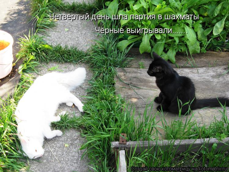Четвёртый день шла партия в шахматы Чёрные выигрывали.......... Котоматрица: Четвёртый день шла партия в шахматы Чёрные выигрывали.......