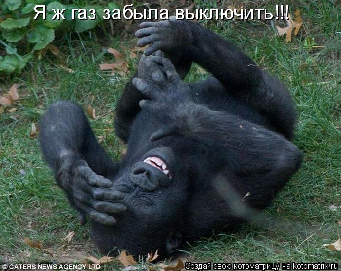 Я ж газ забыла выключить!!!... Котоматрица: Я ж газ забыла выключить!!!