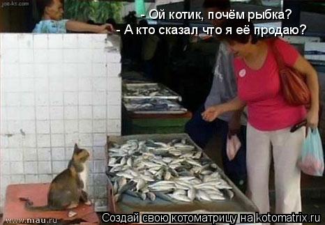 - Ой котик, почём рыбка? - А кто сказал что я её продаю?... Котоматрица: - Ой котик, почём рыбка? - А кто сказал что я её продаю?