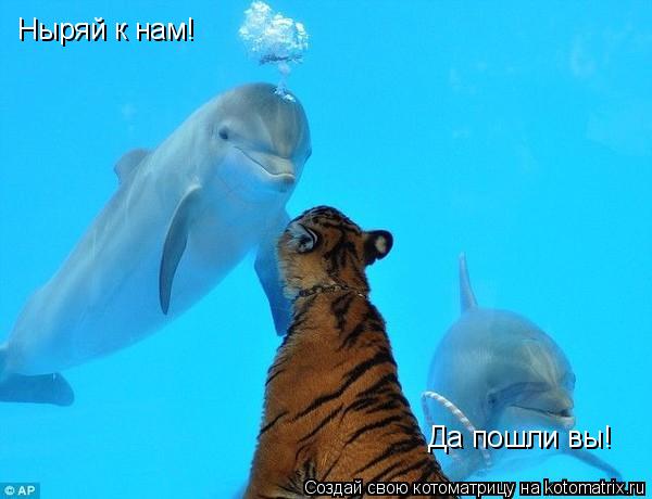 Ныряй к нам! Да пошли вы!... Котоматрица: Ныряй к нам! Да пошли вы!