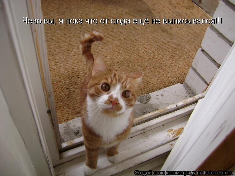 Чево вы, я пока что от сюда ещё не выписывался!!!... Котоматрица: Чево вы, я пока что от сюда ещё не выписывался!!!