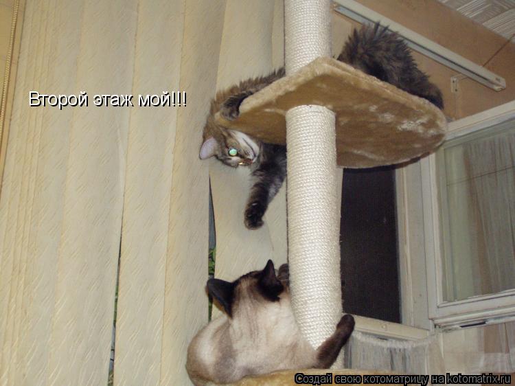 Второй этаж мой!!!... Котоматрица: Второй этаж мой!!!