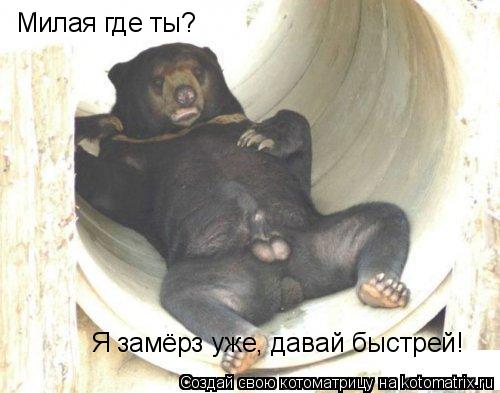 Милая где ты? Я замёрз уже, давай быстрей!... Котоматрица: Милая где ты? Я замёрз уже, давай быстрей!