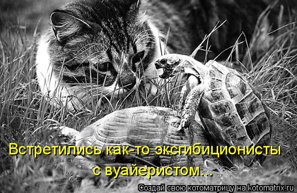 Встретились как-то эксгибиционисты с вуайеристом...... Котоматрица: Встретились как-то эксгибиционисты с вуайеристом...