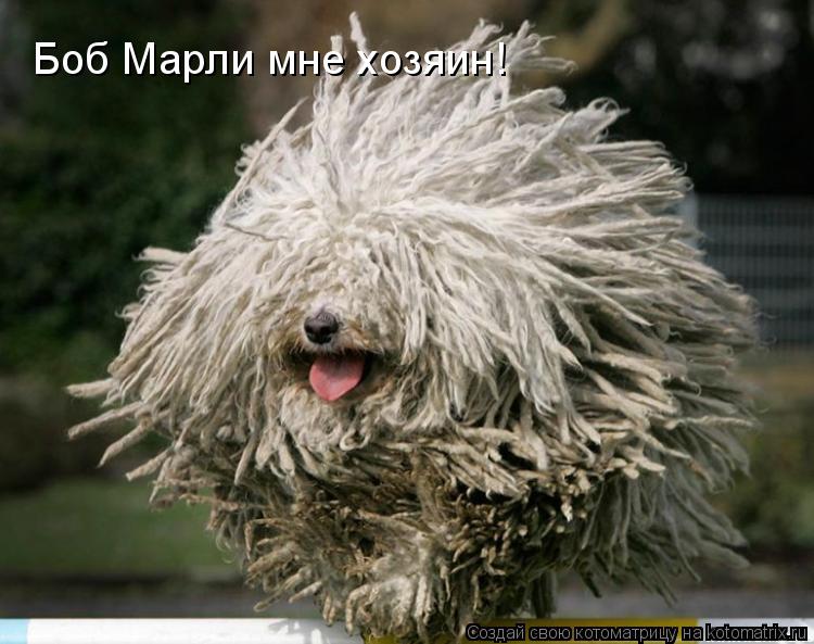 Боб Марли мне хозяин!... Котоматрица: Боб Марли мне хозяин!