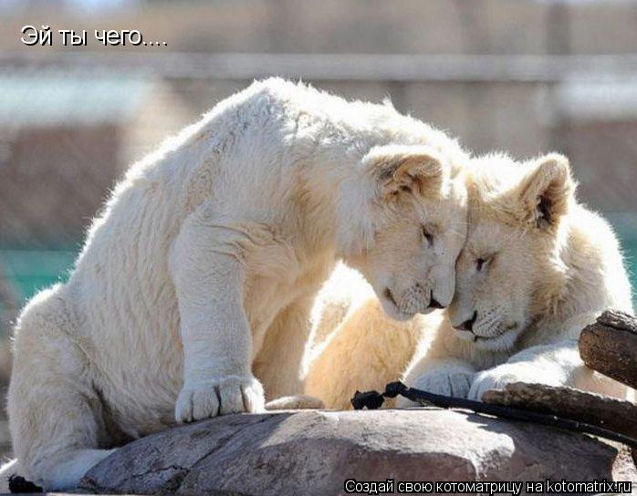 Эй ты чего....... Котоматрица: Эй ты чего....
