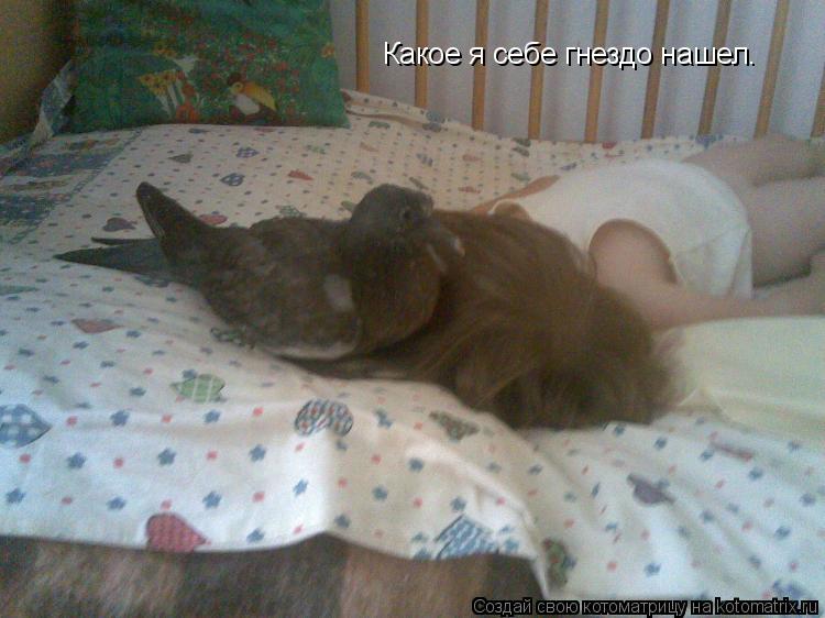 Котоматрица: Какое я себе гнездо нашел.