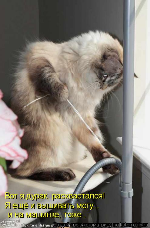 Котоматрица: Я ещё и вышивать могу...   и на машинке, тоже … Вот я дурак, расхвастался!
