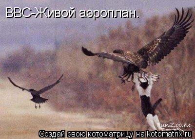 ВВС-Живой аэроплан.... Котоматрица: ВВС-Живой аэроплан.