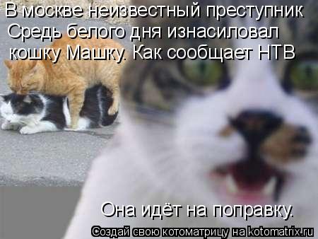 В москве неизвестный преступник кошку Машку. Как сообщает НТВ Она идёт на поправку. Средь белого дня... Котоматрица: В москве неизвестный преступник кошку Машку. Как сообщает НТВ Она идёт на поправку. Средь белого дня изнасиловал