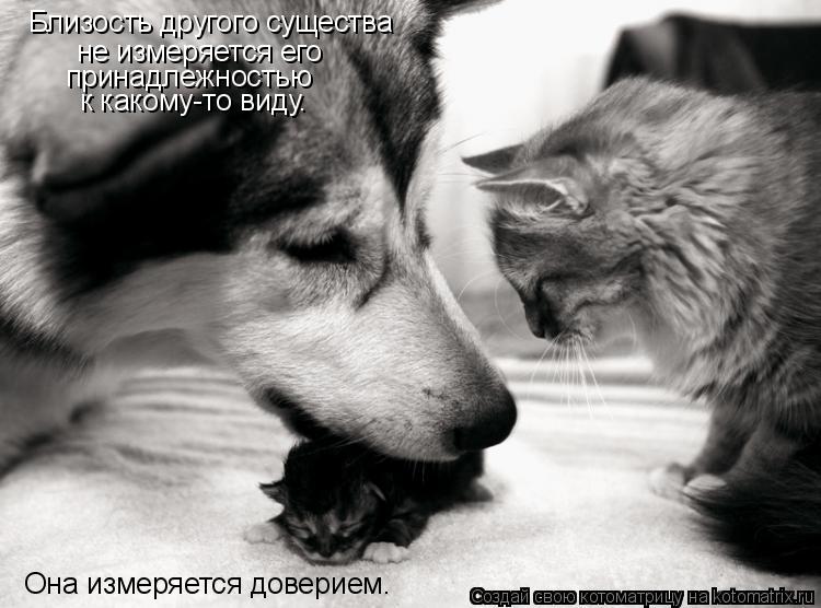 Котоматрица: Близость другого существа  не измеряется его  принадлежностью  к какому-то виду. Она измеряется доверием.