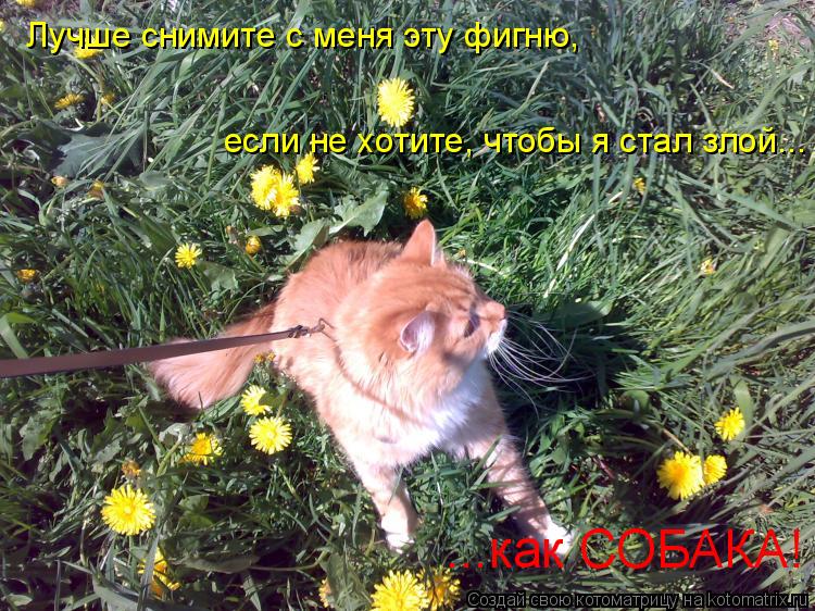 Котоматрица: Лучше снимите с меня эту фигню, если не хотите, чтобы я стал злой... ...как СОБАКА!