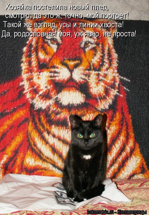 Котоматрица: Хозяйка постелила новый плед,  смотрю, да это ж, точно, мой портрет!  Такой же взгляд, усы и линии хвоста! Да, родословная моя, уж явно, не прост