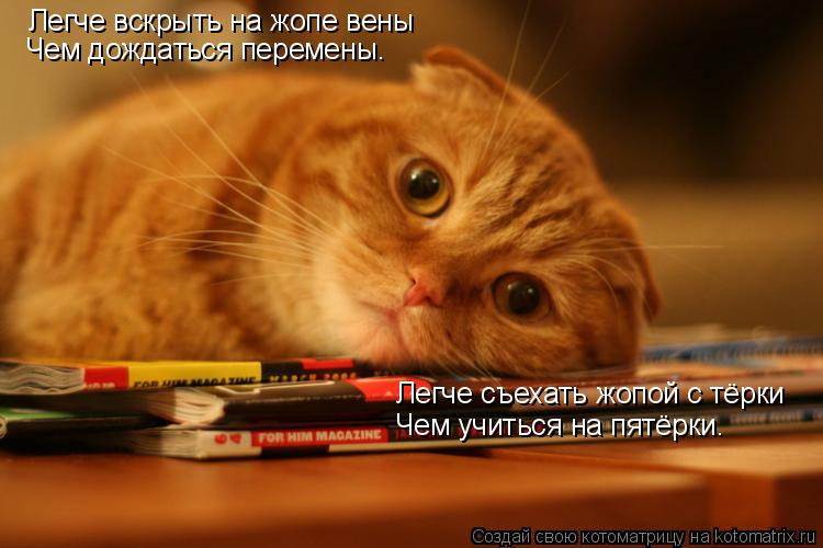 Котоматрица: Легче вскрыть на жопе вены Чем дождаться перемены. Легче съехать жопой с тёрки Чем учиться на пятёрки.