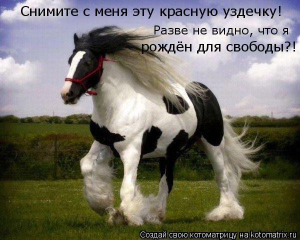 Котоматрица: Снимите с меня эту красную уздечку! Разве не видно, что я рождён для свободы?!