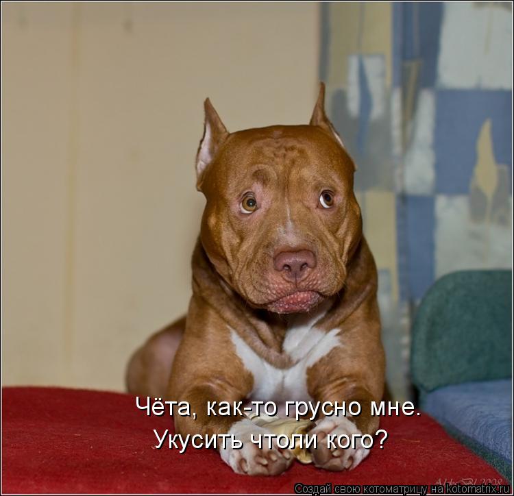 Котоматрица: Чёта, как-то грусно мне. Укусить чтоли кого?
