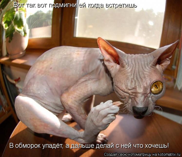 Котоматрица: В обморок упадёт, а дальше делай с ней что хочешь! Вот так вот подмигни ей когда встретишь