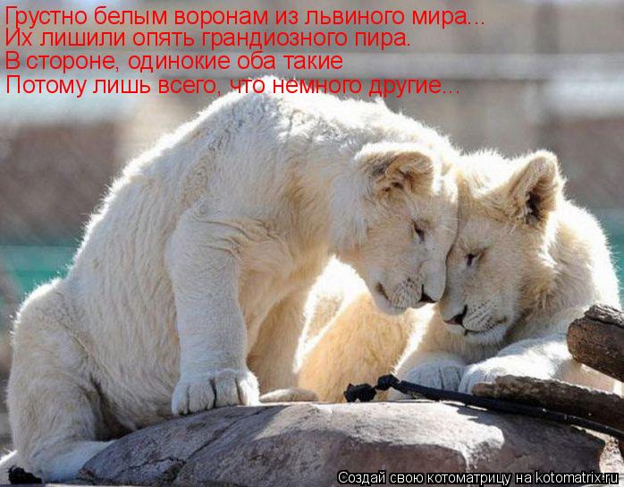 Котоматрица: Грустно белым воронам из львиного мира... Их лишили опять грандиозного пира. В стороне, одинокие оба такие Потому лишь всего, что немного дру