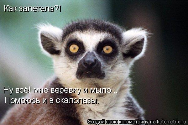 Котоматрица: Как залетела?! Ну всё! мне верёвку и мыло... Помоюсь и в скалолазы.