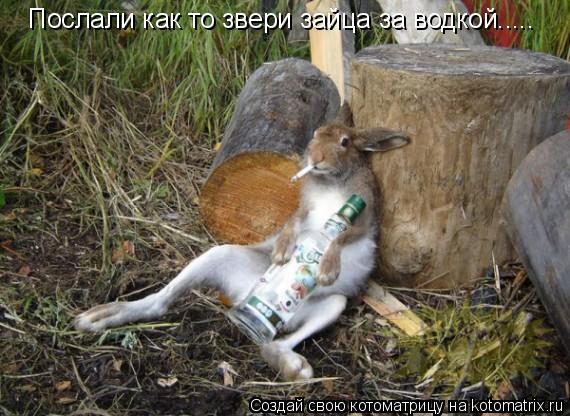 Котоматрица: Послали как то звери зайца за водкой.....