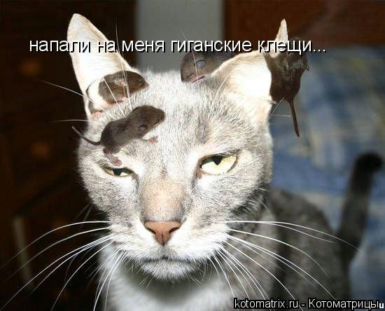 Котоматрица: напали на меня гиганские клещи...