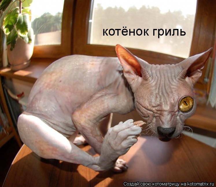 Котоматрица: котёнок гриль