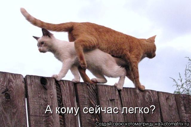 Котоматрица: А кому сейчас легко?