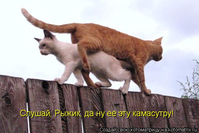 Котоматрица: Слушай, Рыжик, да ну её эту камасутру!