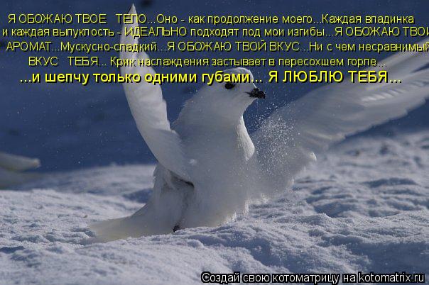 Котоматрица: Я ОБОЖАЮ ТВОЕ   ТЕЛО...Оно - как продолжение моего...Каждая впадинка  и каждая выпуклость - ИДЕАЛЬНО подходят под мои изгибы...Я ОБОЖАЮ ТВОЙ АРО