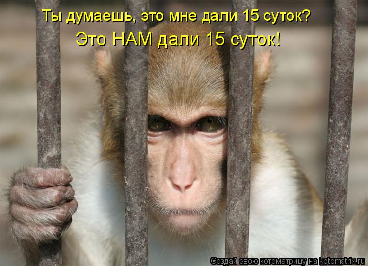 Котоматрица: Ты думаешь, это мне дали 15 суток? Это НАМ дали 15 суток!