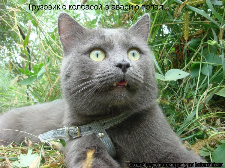Котоматрица: Грузовик с колбасой в аварию попал...