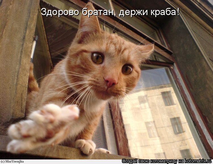Котоматрица: Здорово братан, держи краба!