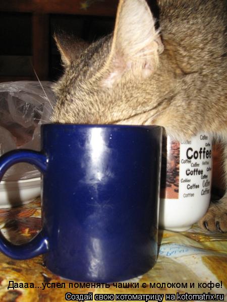 Котоматрица: Даааа...успел поменять чашки с молоком и кофе!