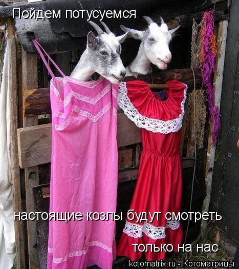 Котоматрица: Пойдем потусуемся настоящие козлы будут смотреть только на нас