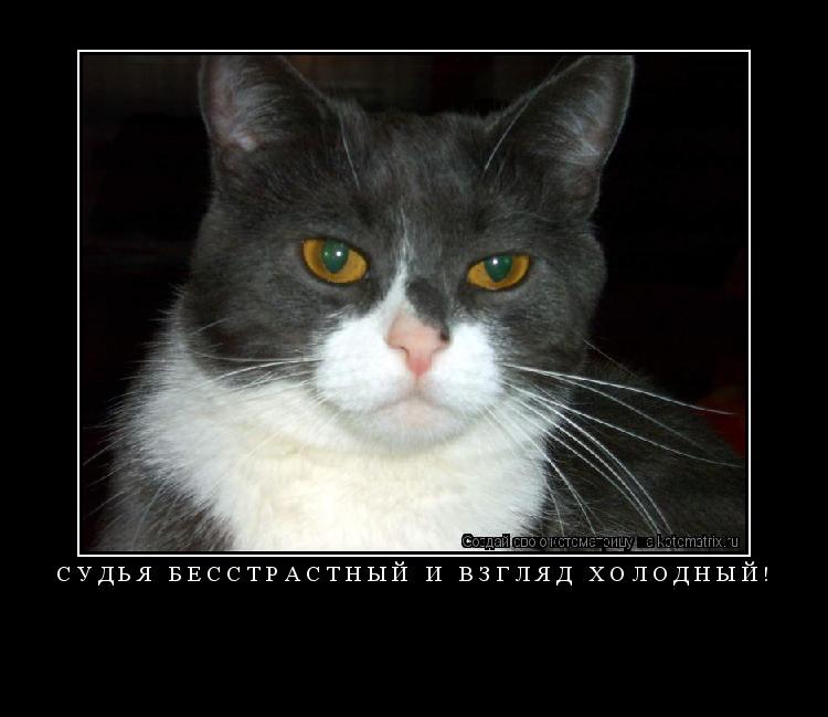 Судья бесстрастный и взгляд холодный! ... Котоматрица: Судья бесстрастный и взгляд холодный!