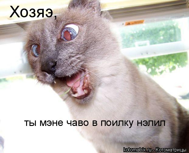 Котоматрица: Хозяэ, ты мэне чаво в поилку нэлил