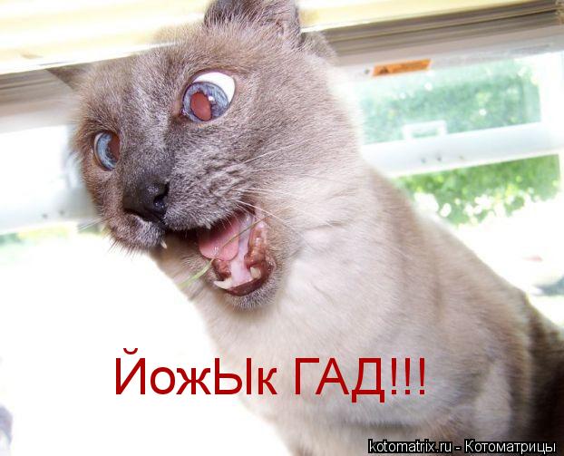 Котоматрица: ЙожЫк ГАД!!!