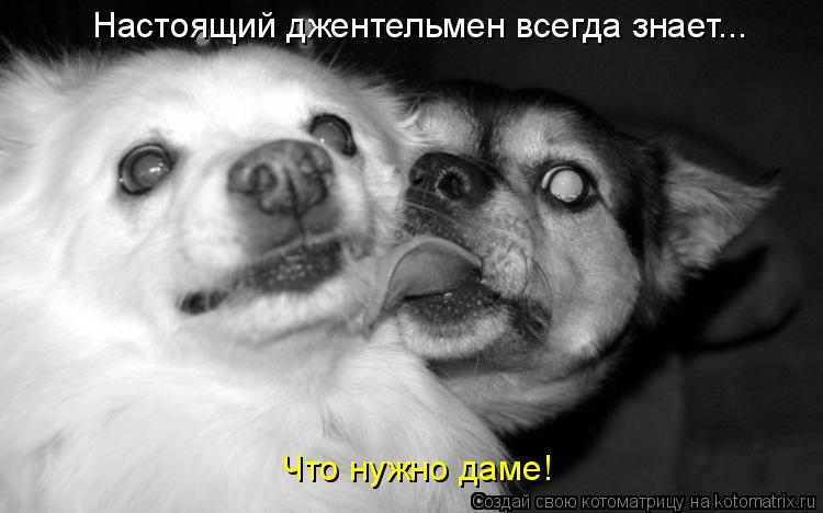 Настоящий джентельмен всегда знает... Что нужно даме!... Котоматрица: Настоящий джентельмен всегда знает... Что нужно даме!