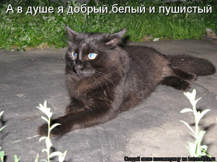 А в душе я добрый,белый и пушистый... Котоматрица: А в душе я добрый,белый и пушистый