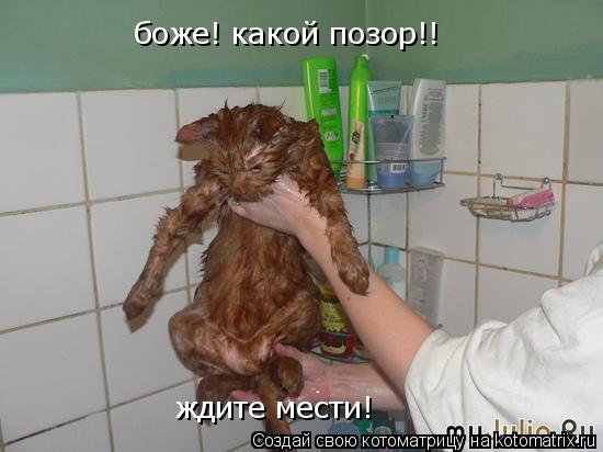Котоматрица: боже! какой позор!! ждите мести!